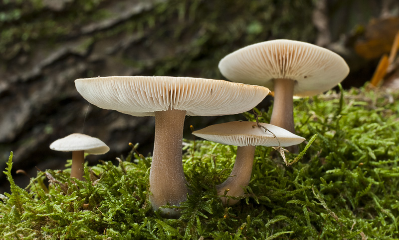 Rhodocollybia butyracea f. asema